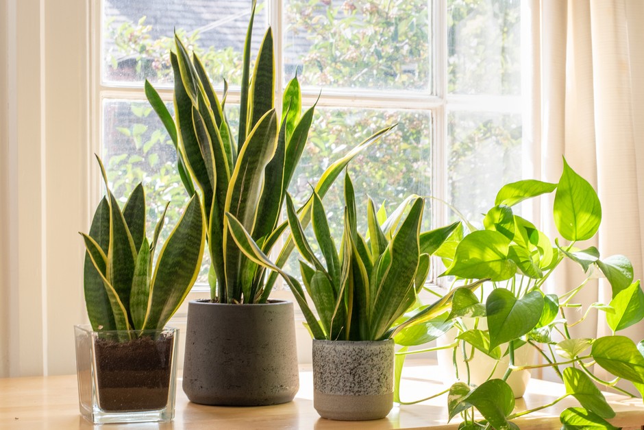 plants